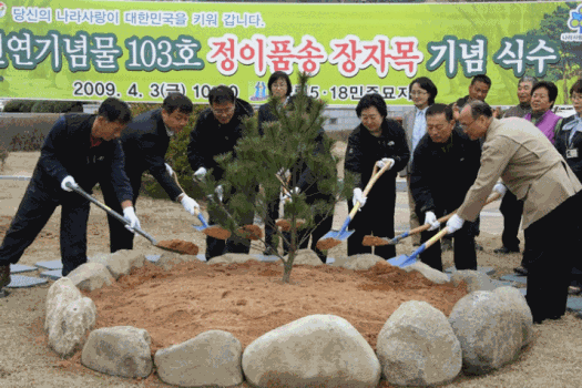 제64회 식목일 행사관련 정이품송 장자목 기념식수~~~~~~~~ 이미지